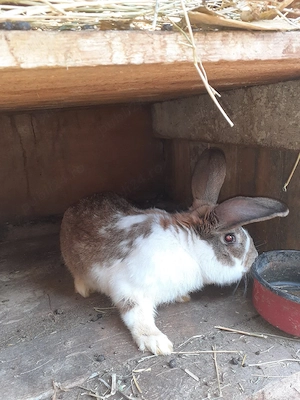 De vanzare 2  iepuroi  - imagine 4