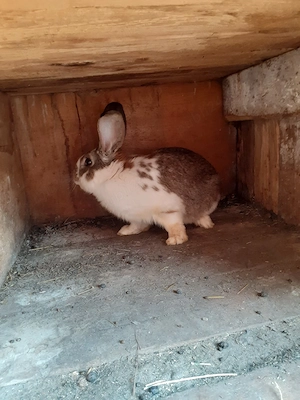 De vanzare 2  iepuroi 