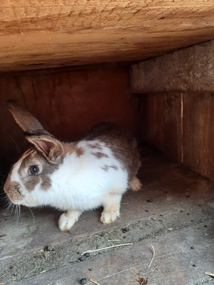 De vanzare 2  iepuroi  - imagine 2