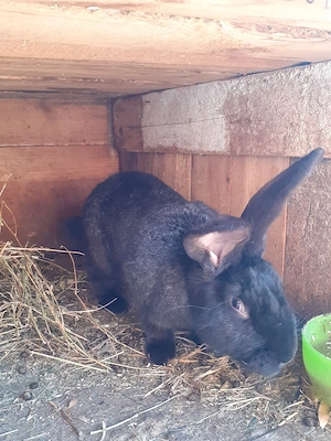 De vanzare 2  iepuroi  - imagine 3