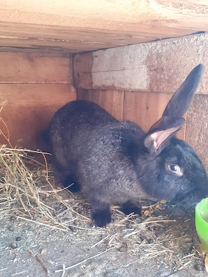 De vanzare 2  iepuroi  - imagine 5