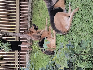 Donez Ciobanesc german - imagine 2