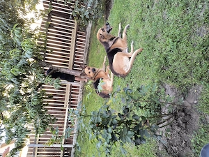 Donez Ciobanesc german - imagine 3