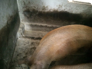 De vinzare Marghita  - imagine 2