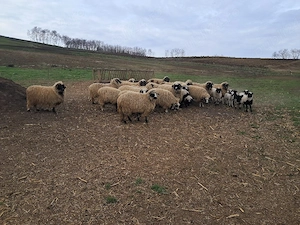 Oi breze cu miei - imagine 3