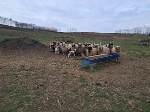 Oi breze cu miei - imagine 2