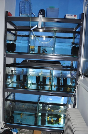 Vânzare acvarii, filtre, pompă aer, multe fitinguri