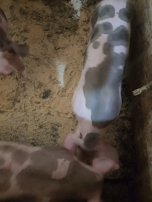 purcei pietrain  - imagine 4