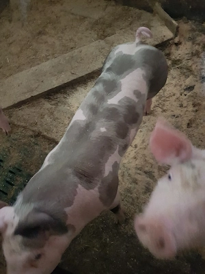 purcei pietrain  - imagine 3