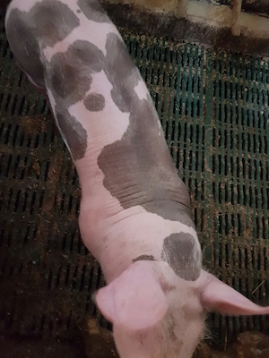 purcei pietrain  - imagine 2