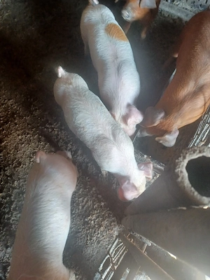 de vanzare 5 purcei - imagine 2