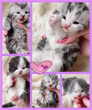 pui british tabby  - imagine 2