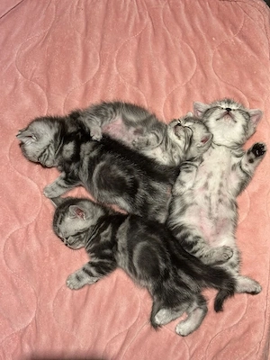 pui british tabby  - imagine 3