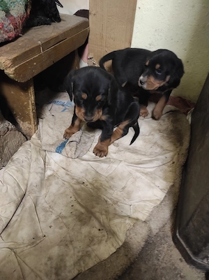 copoi ardelenesc pui de vânzare 