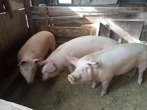 porc gras an jur de 160 kg marele alb cu landras la alegere 1 din trei