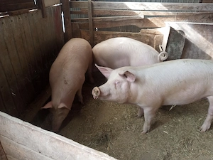 porc gras an jur de 160 kg marele alb cu landras la alegere 1 din trei - imagine 3