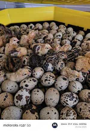 oua de prepeliță  - imagine 2