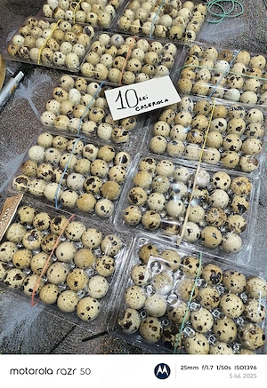 oua de prepeliță  - imagine 4