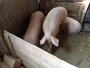 porc gras an jur de 160 kg marele alb cu landras la alegere 1 din trei - imagine 2