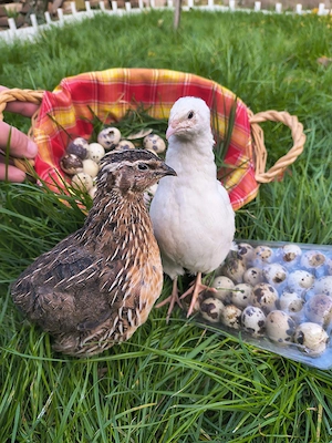 oua de prepeliță  - imagine 3