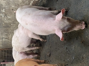 Porcei 20 kg 350 lei - imagine 4