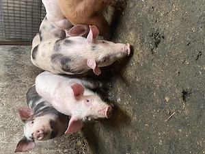 Porcei 20 kg 350 lei - imagine 3