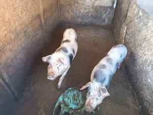 porcii rasă petrean 45 50 kg 