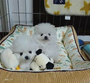 pomeranieni toy superbi  - imagine 2