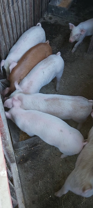 De vânzare, purcei! - imagine 3