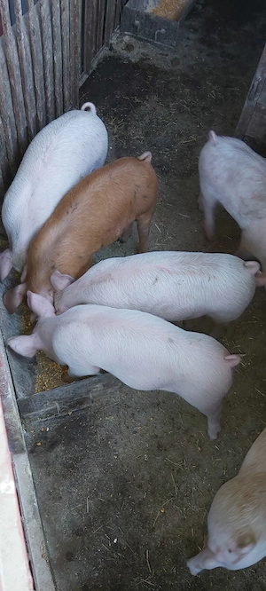 De vânzare, purcei! - imagine 2