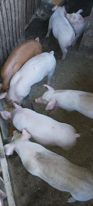 De vânzare, purcei! - imagine 4