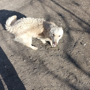 Cățel întors  - imagine 2