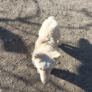 Cățel întors  - imagine 5