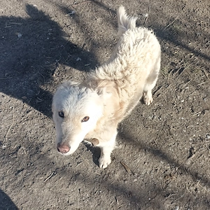 Cățel întors  - imagine 3