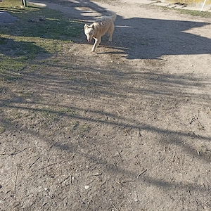 Cățel întors  - imagine 4