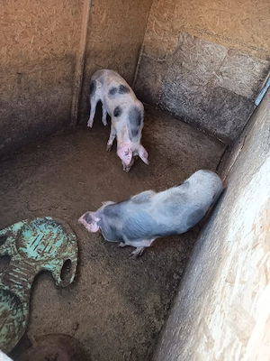 porcii Petrean 50 60 kg - imagine 4