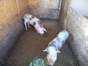 porcii Petrean 50 60 kg - imagine 3