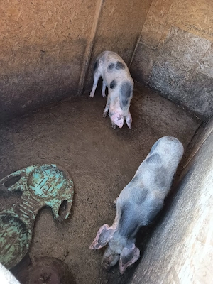 porcii Petrean 50 60 kg - imagine 5