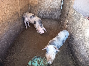 porcii Petrean 50 60 kg - imagine 2