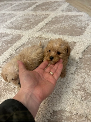 maltipoo caniche - imagine 3