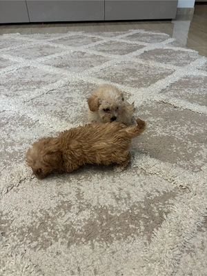 maltipoo caniche - imagine 2