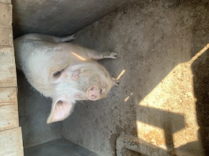 Vând sau schimb cu vițel porc de carne  de carne 