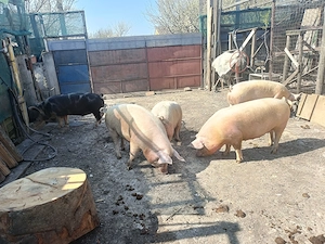 Vând purcei 8 săptămâni, 350 bucata și porci grași 100 - 130 kg - 14kg. - imagine 4