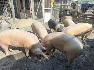 Vând purcei 8 săptămâni, 350 bucata și porci grași 100 - 130 kg - 14kg. - imagine 5