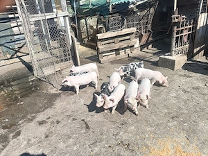 Vând purcei 8 săptămâni, 350 bucata și porci grași 100 - 130 kg - 14kg.