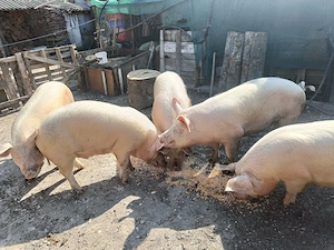 Vând purcei 8 săptămâni, 350 bucata și porci grași 100 - 130 kg - 14kg. - imagine 3
