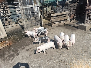 Vând purcei 8 săptămâni, 350 bucata și porci grași 100 - 130 kg - 14kg. - imagine 2