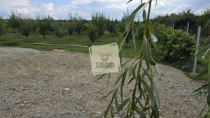 Teren intravilan 666 mp | Daia – Rosia | 2 deschideri | livada + vie