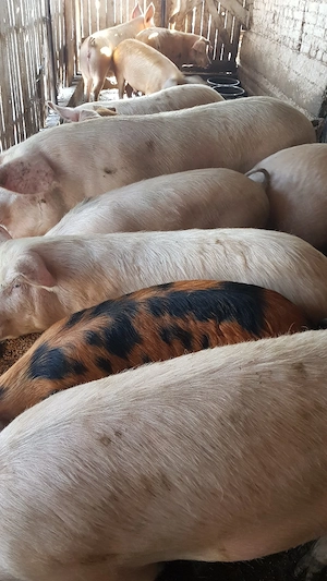 Porci de carne - imagine 5