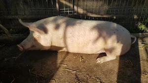 Porci de carne - imagine 4